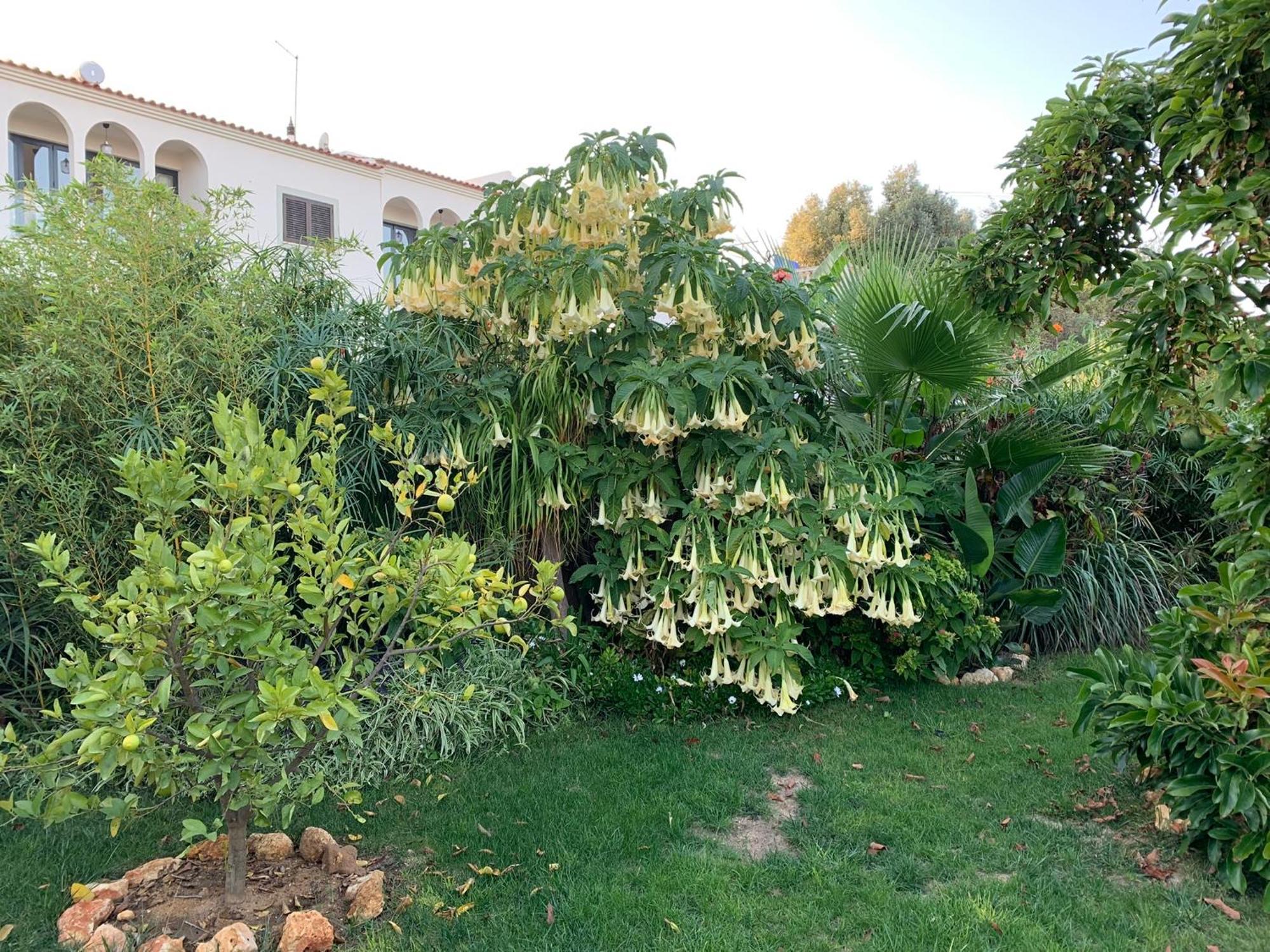 A Tranquil Garden Apartment, Carvoeiro - Benagil Eksteriør billede