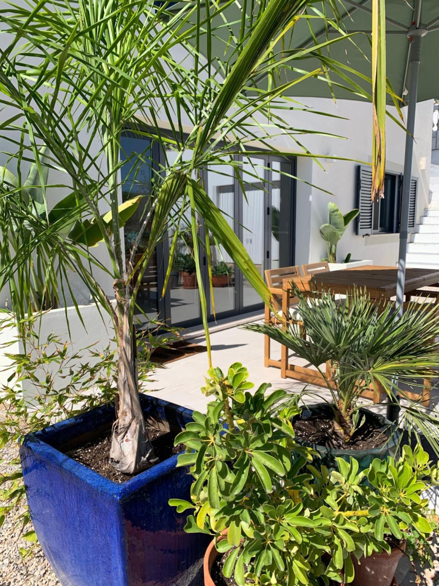 A Tranquil Garden Apartment, Carvoeiro - Benagil Eksteriør billede